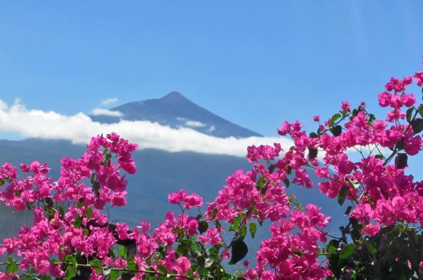 Guest house Finca Casa Vieja Santa Ursula (Tenerife)