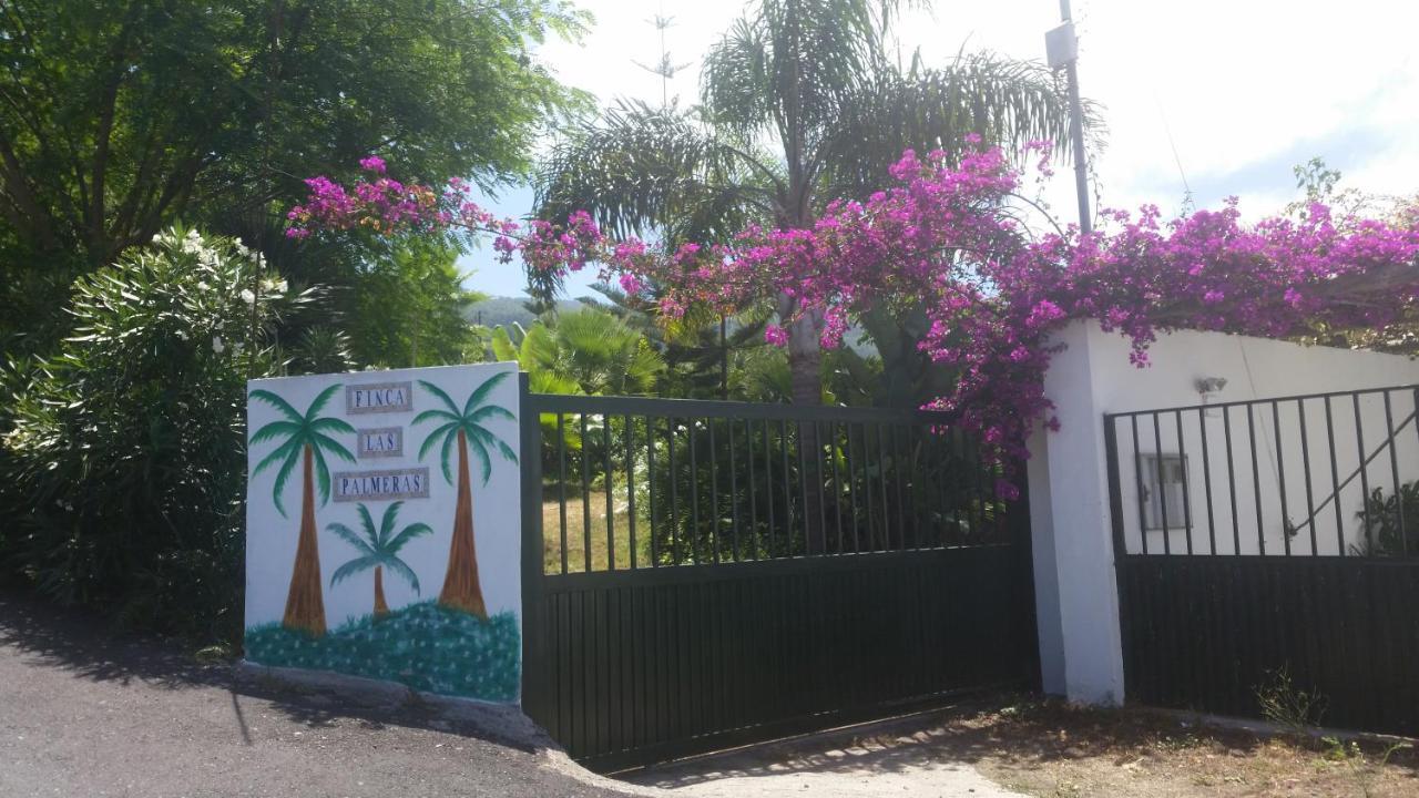 Palmeras Icod De Los Vinos