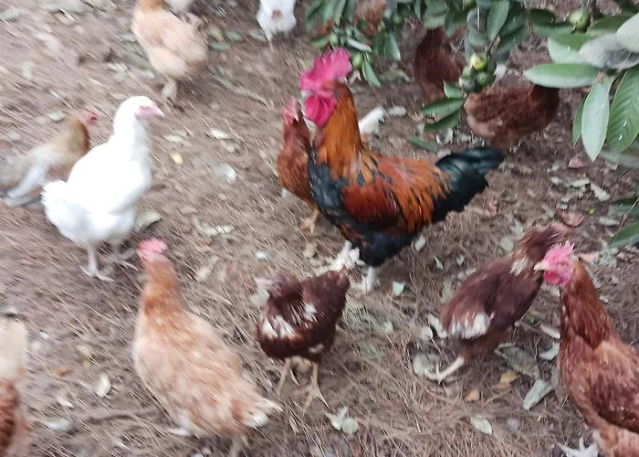 Finca Aramai
