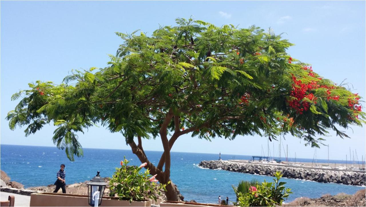 Apartment 327 - Edf Aguamarina - Vacation In The Coast Line Of Golf Del Sur San Miguel de Abona