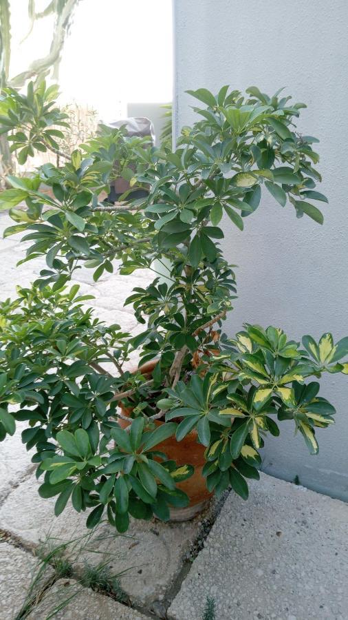Appartement Pardela