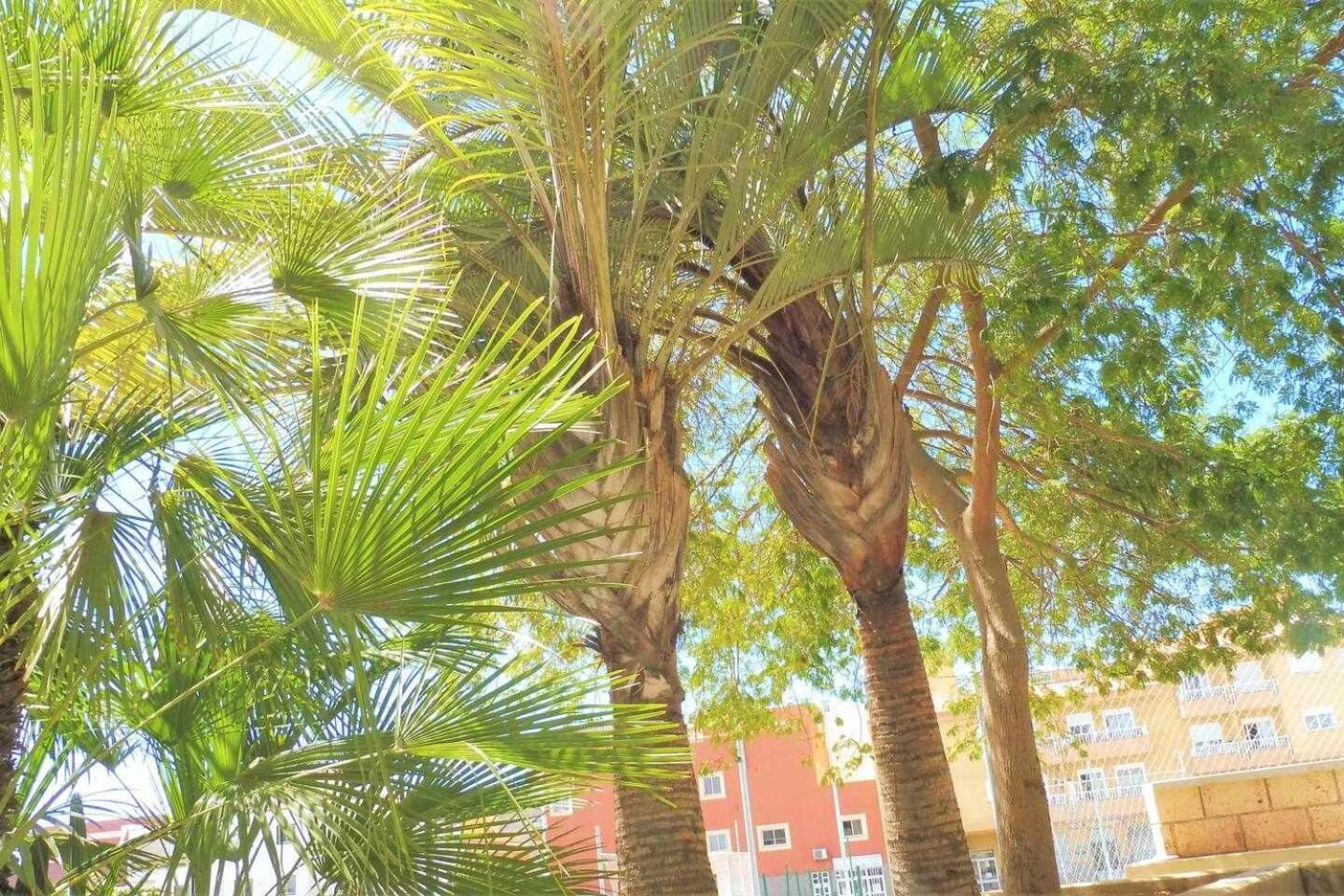 Vacaciones Sur Tenerife Ofogar Apartamento San Isidro (Tenerife)