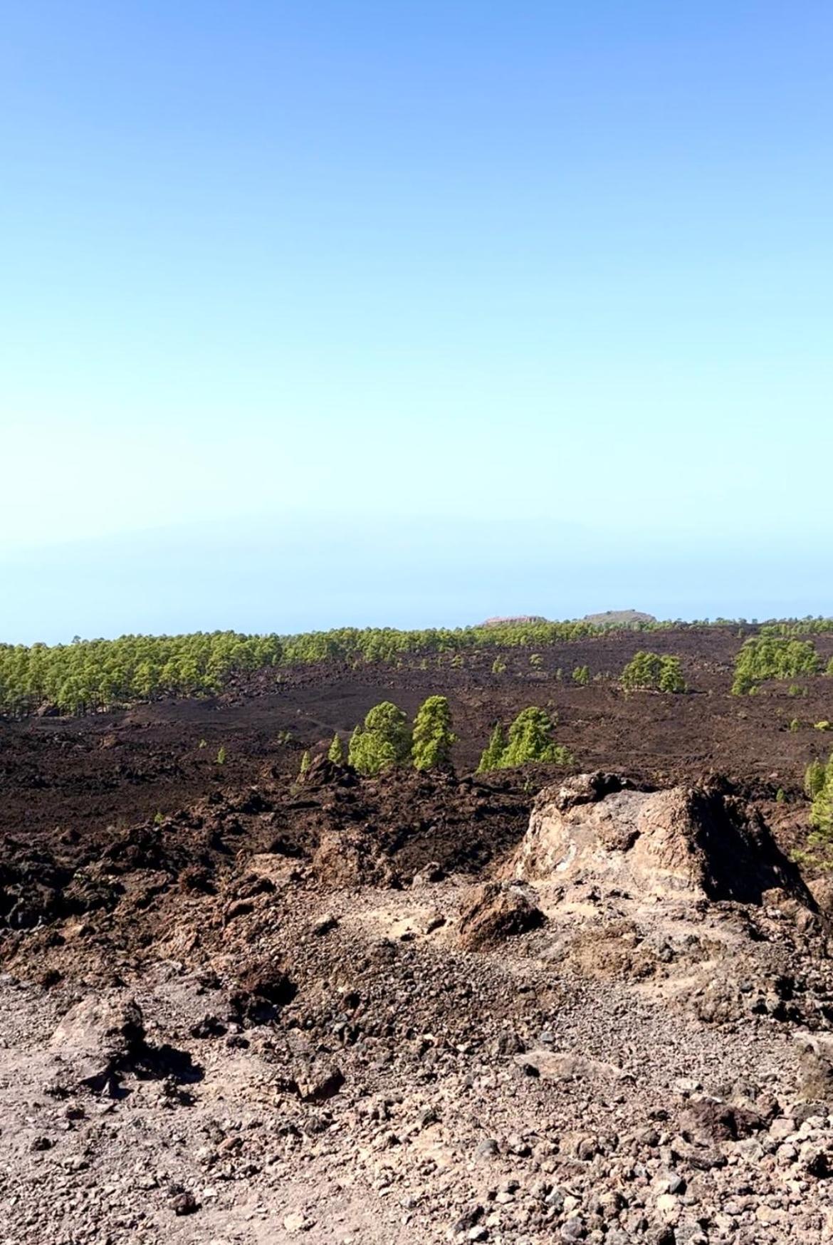 Lovely Sunny * Costa Adeje (Tenerife)