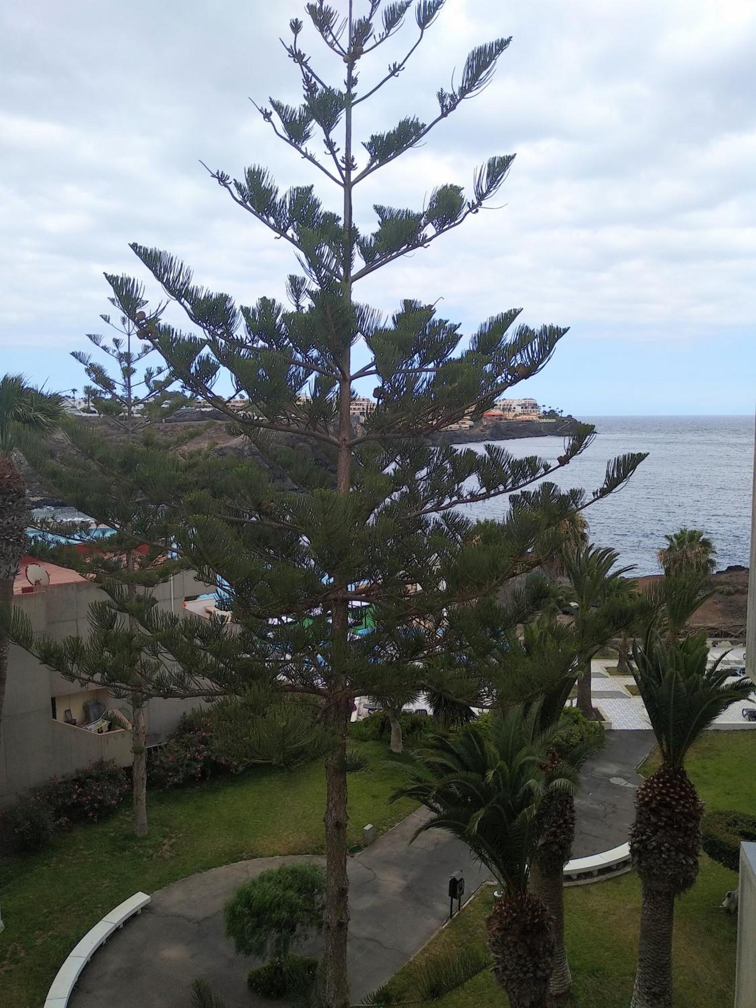 Apartment Garden View In Las Galletas Arona (Tenerife)