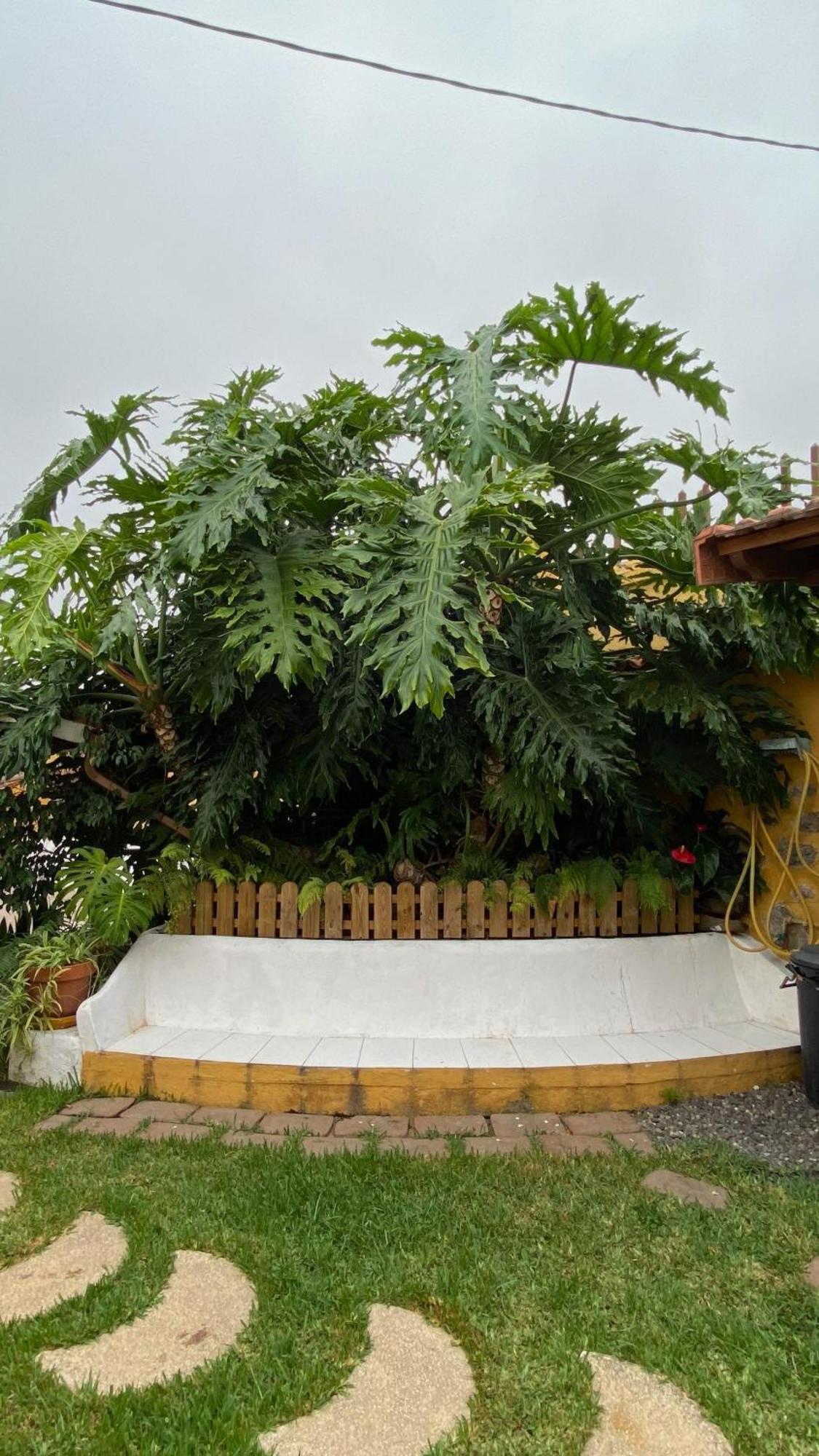 La Ganania Country house Los Realejos