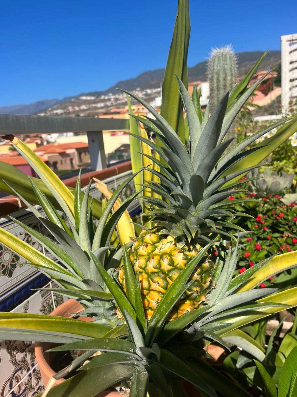 Ocean View Haven, Perla Del Mar Apartamento *