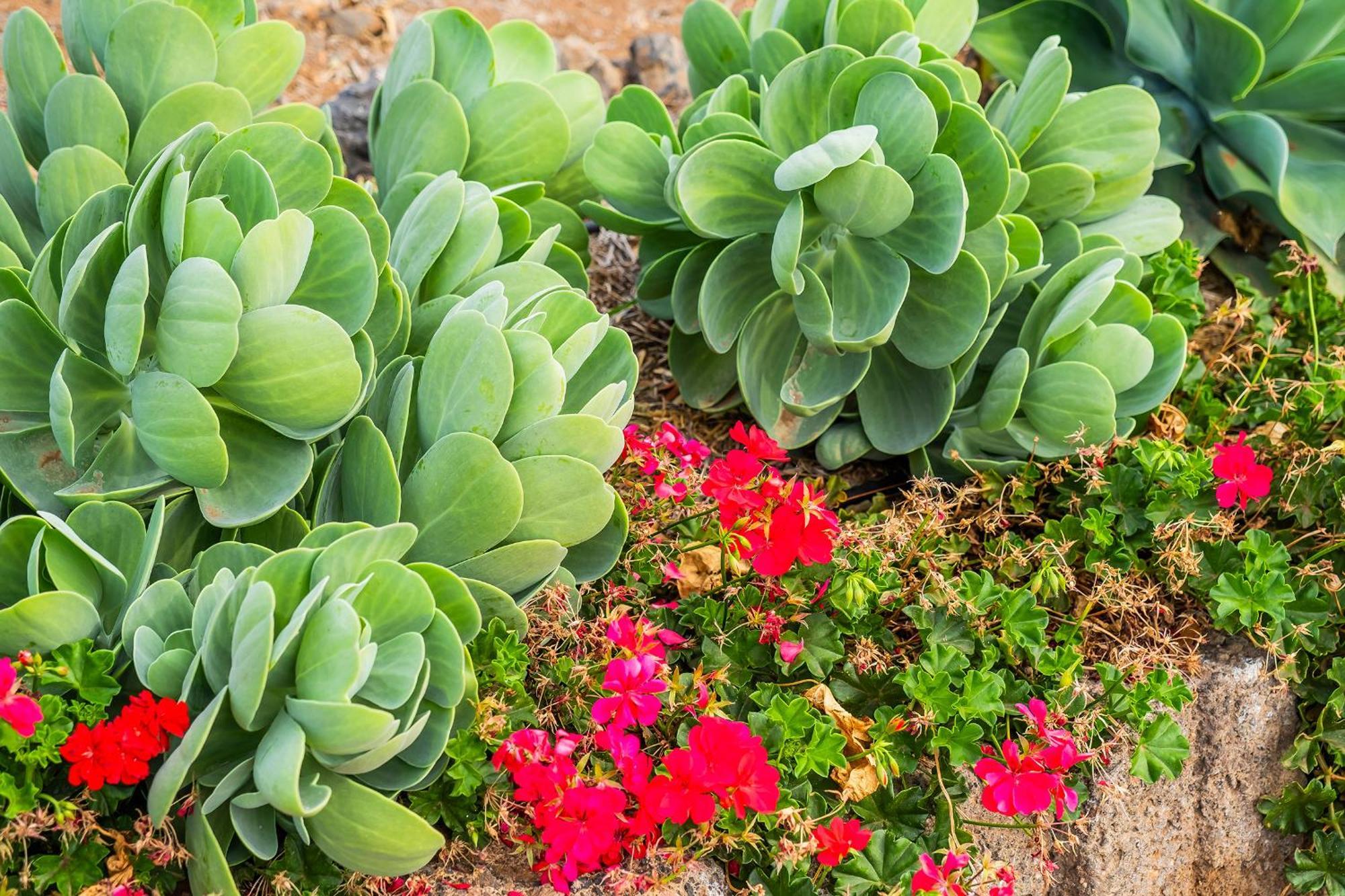 Apartment Tenerife Healing Garden Guia de Isora (Tenerife)