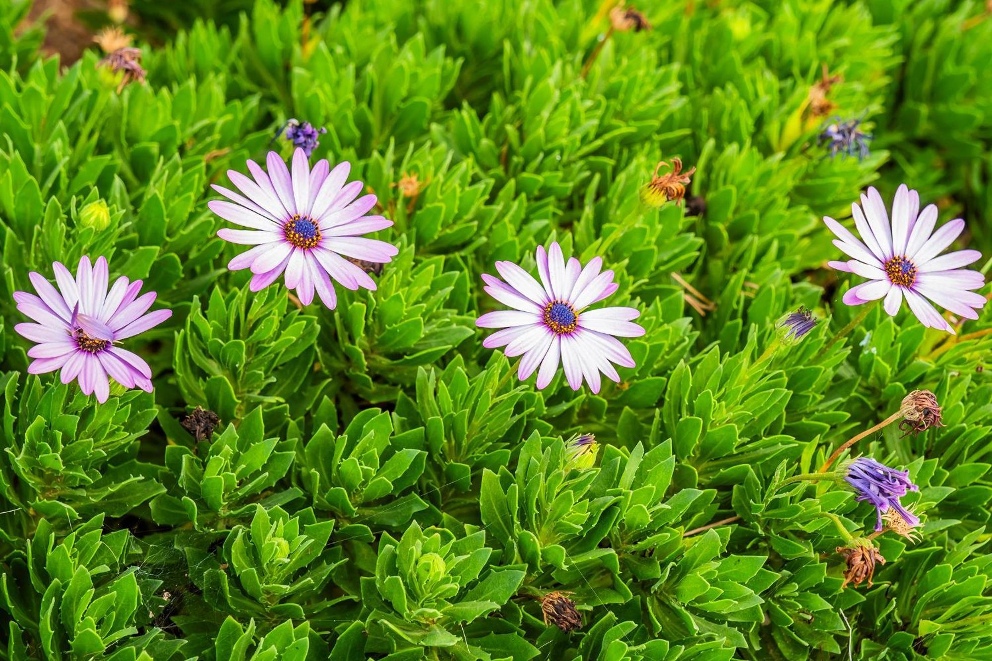 Apartment Tenerife Healing Garden *