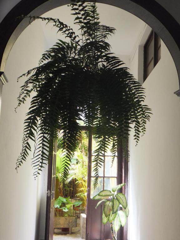 Maison d'hôtes Casa Colonial Cejas Santa-Cruz de Ténérife